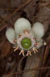 Pipsissewa <BR>Spotted wintergreen